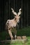 Bukharan markhor (Capra falconeri heptneri).