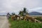 BUKIT MERTAJAM, PENANG/MALAYSIA Ã¢â‚¬â€œ MAY 2016: A sheep owner bring