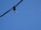 Bulb of a black chain of lights in front of a blue sky