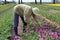 Bulb Field with colorful tulips and bulbs picker