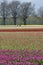 Bulb Field with colorful tulips and bulbs pickers