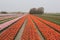 A bulb field with orange and pink tulips in the holland