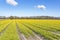 Bulb fields around the city of Lisse with long rows of small yellow daffodils