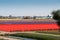 Bulb fields at The Keukenhof, Dutch Public Spring Flowers Garden