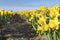 In these bulb fields, the yellow wild daffodils are all facing the sun