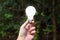 Bulb in Forest