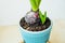 Bulb in ground in blue eco pot of perennial hyacinth plant with emerging green leaves in a natural setting