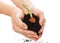 Bulb, hands, potting soil