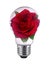 Bulb light with rose inside on White background