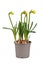 Bulb spring flower plant `Narcissus cyclamineus TÃªte BouclÃ©` not yet in bloom in flower pot on white background