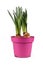 Bulb spring flower plant `Narcissus Westward` not yet in bloom in pink pot on white background