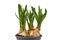 Bulb spring flower plant `Narcissus Westward` not yet in bloom on white background