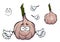 Bulb of sprouted cartoon garlic vegetable