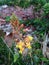 Bulbine frutescens Plant Blossoming in Garden.