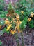 Bulbine Frutescens Plant Blossoming in Garden.