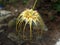 \\\'Bulbophyllum lion king\\\' is a type of orchid. flowers are yellow long, umbrella-like petals