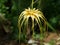 \\\'Bulbophyllum lion king\\\' is a type of orchid. flowers are yellow long, umbrella-like petals