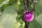 Bulbous eggplant fruit growing on plant