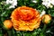 Bulbous ranunculus in different shades of orange  2