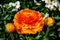 Bulbous ranunculus in different shades of orange