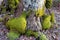 Bulbous tree trunk covered in moss