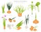 Bulbous vegetables, welsh onion, bulb, leek, shallot, garlic etc. Gardening, farming infographic, how it grows. Flat style design