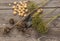 Bulbs Allium aflatunense on a wooden background