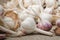 Bulbs and cloves of natural organic garlic on a linen mat and in a homemade basket close up