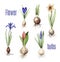 Bulbs of different flowers