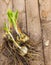 Bulbs Lilium candidum on a wooden background.