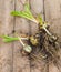 Bulbs Lilium candidum on a wooden background before planting.