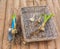 Bulbs Lilium candidum on a wooden background before planting.