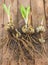 Bulbs Lilium candidum on a wooden background before planting.