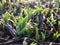 Bulbs Sprouting from Underground out of Mulch in Spring