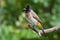 Bulbul adult