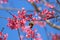 Bulbul cute bird with himalayan blossom colorful flower