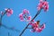 Bulbul cute bird with himalayan blossom colorful flower with blue sky