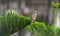 Bulbul light-vented bird