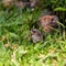 Bulbul nestling