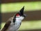 Bulbul parent with food for the fledging