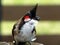 Bulbul parent with food for the fledging