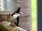 Bulbul parent with food for the fledging