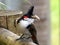 Bulbul parent with food for the fledging