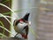 Bulbul parent with food for the fledging