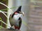 Bulbul parent with food for the fledging