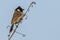 Bulbul perched on a branch