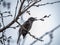 Bulbul in a sakura tree full of buds 3