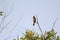 A bulbul vertical perch on a twig. Most beautiful comb is the main attraction on the bird