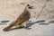 Bulbul walks along the paths of the hotel in Thailand