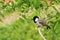 Bulbuls  bird sits on the branches of a tree